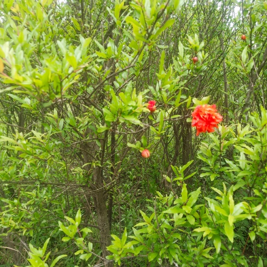 花石榴