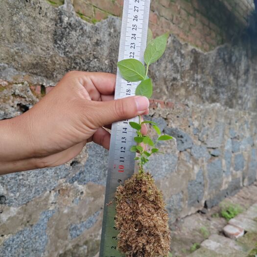 丹东出售蓝莓 苔藓苗 L25等优质品种