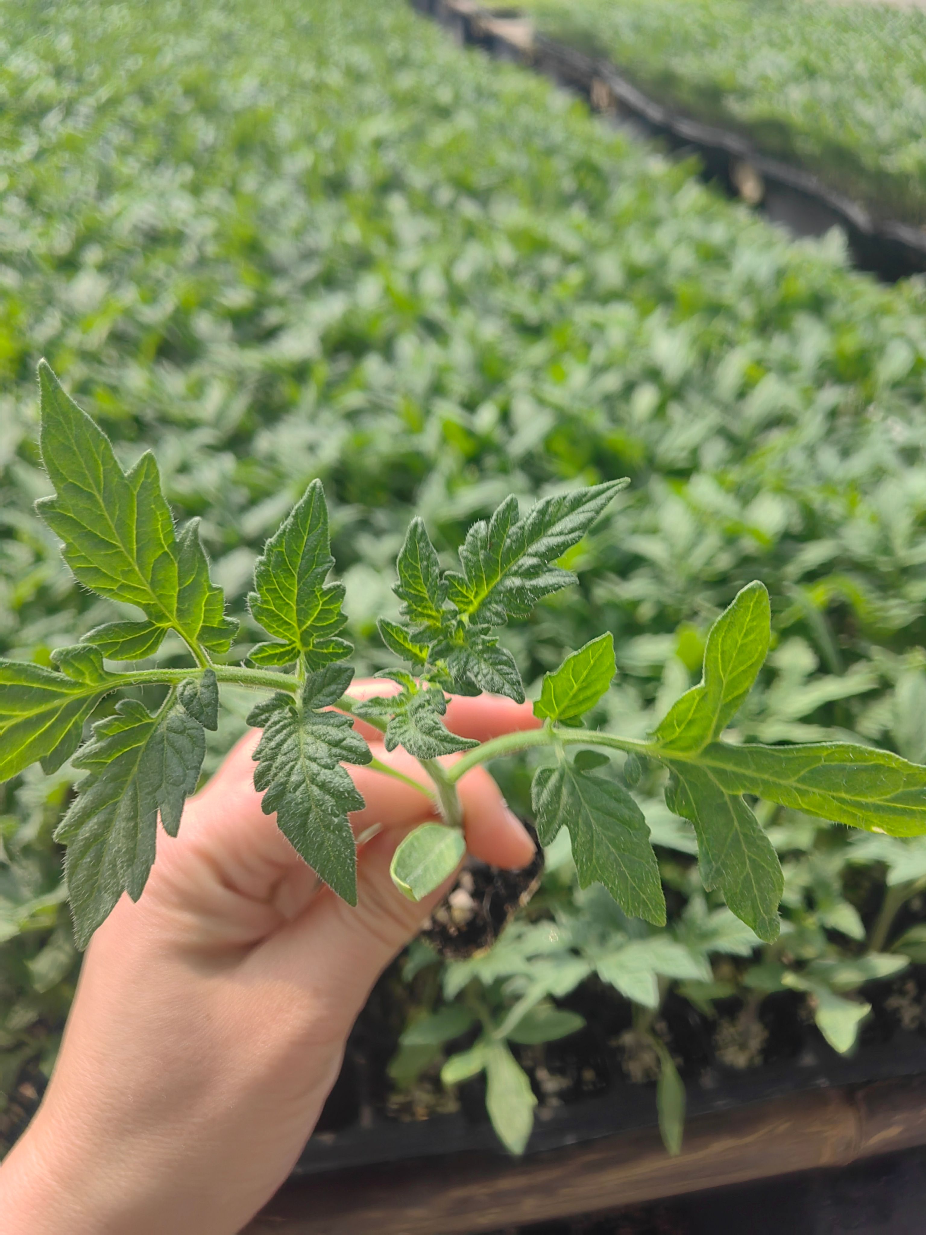 秋延大红石头番茄苗大红西红柿苗耐高温抗裂果  基地直发