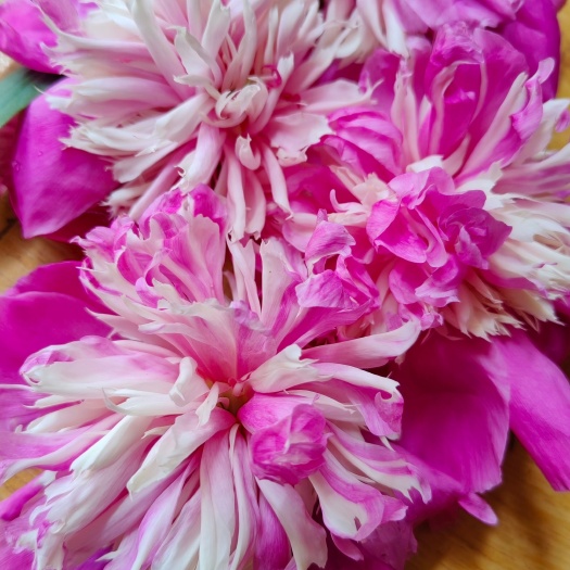 批发盆栽芍药种苗单重瓣芍药大花苗观赏带芽根块耐寒花卉四季种植