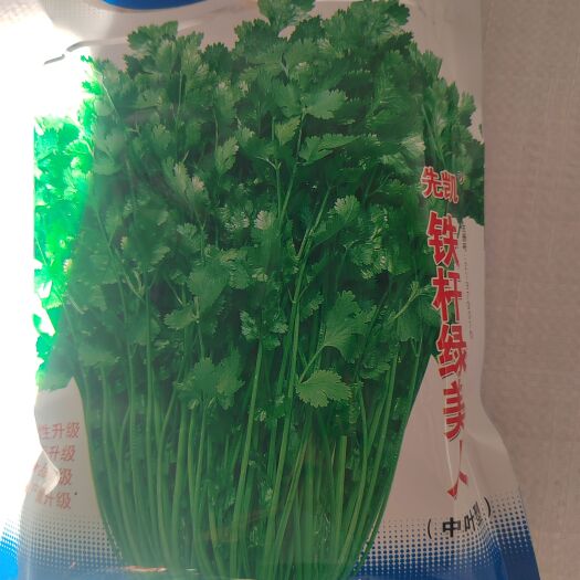 潍坊适合全年四季播种的绿美人香菜种大量到货，此品种杆青叶绿硬度高