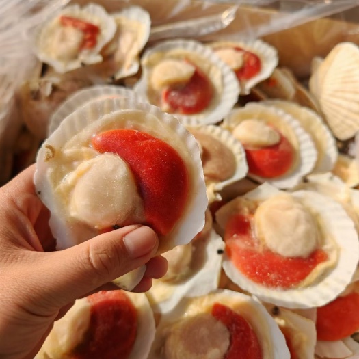 东港市半壳扇贝贝扇贝半壳夏夷贝半壳烧烤食材