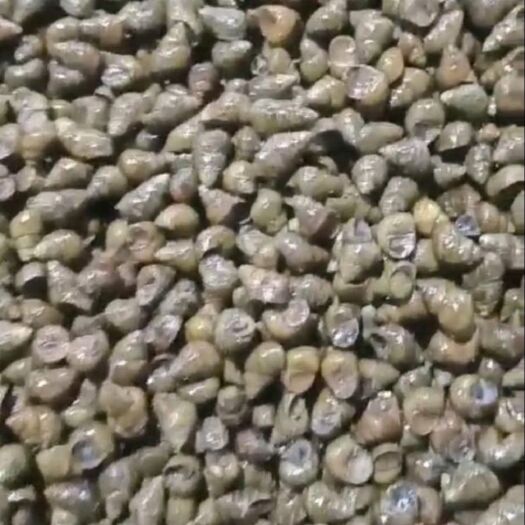 乐清市乐清淡水石螺浙江螺蛳鲜活河螺食用螺蛳