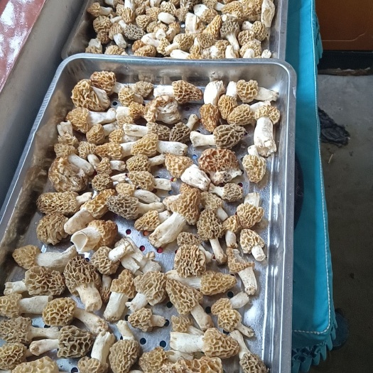 野羊肚菌