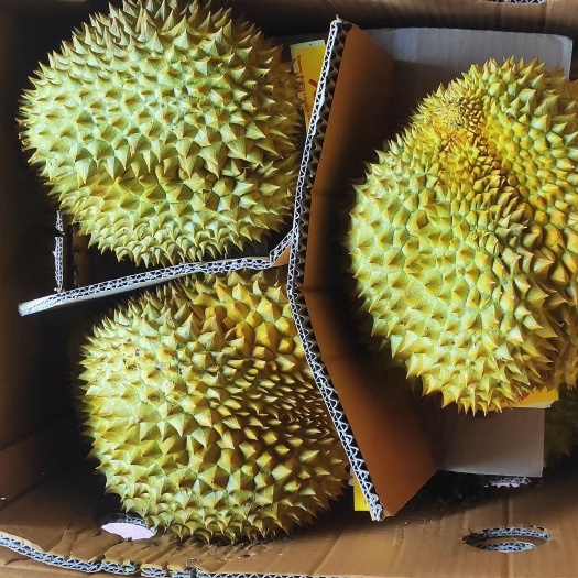 防城港泰国金枕榴莲