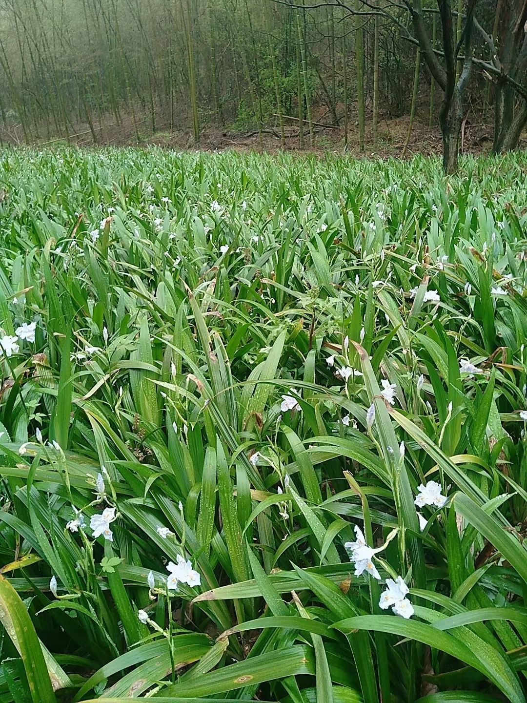 鸢尾大量供应大小鸢尾花基地大量货源价格实惠