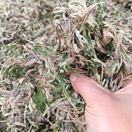 卷柏    还魂草