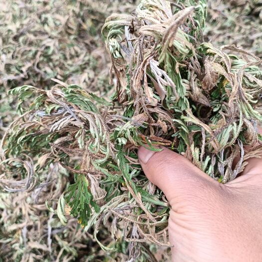 石棉县卷柏    还魂草