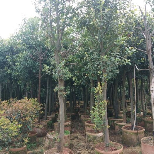 宜良县肋果茶