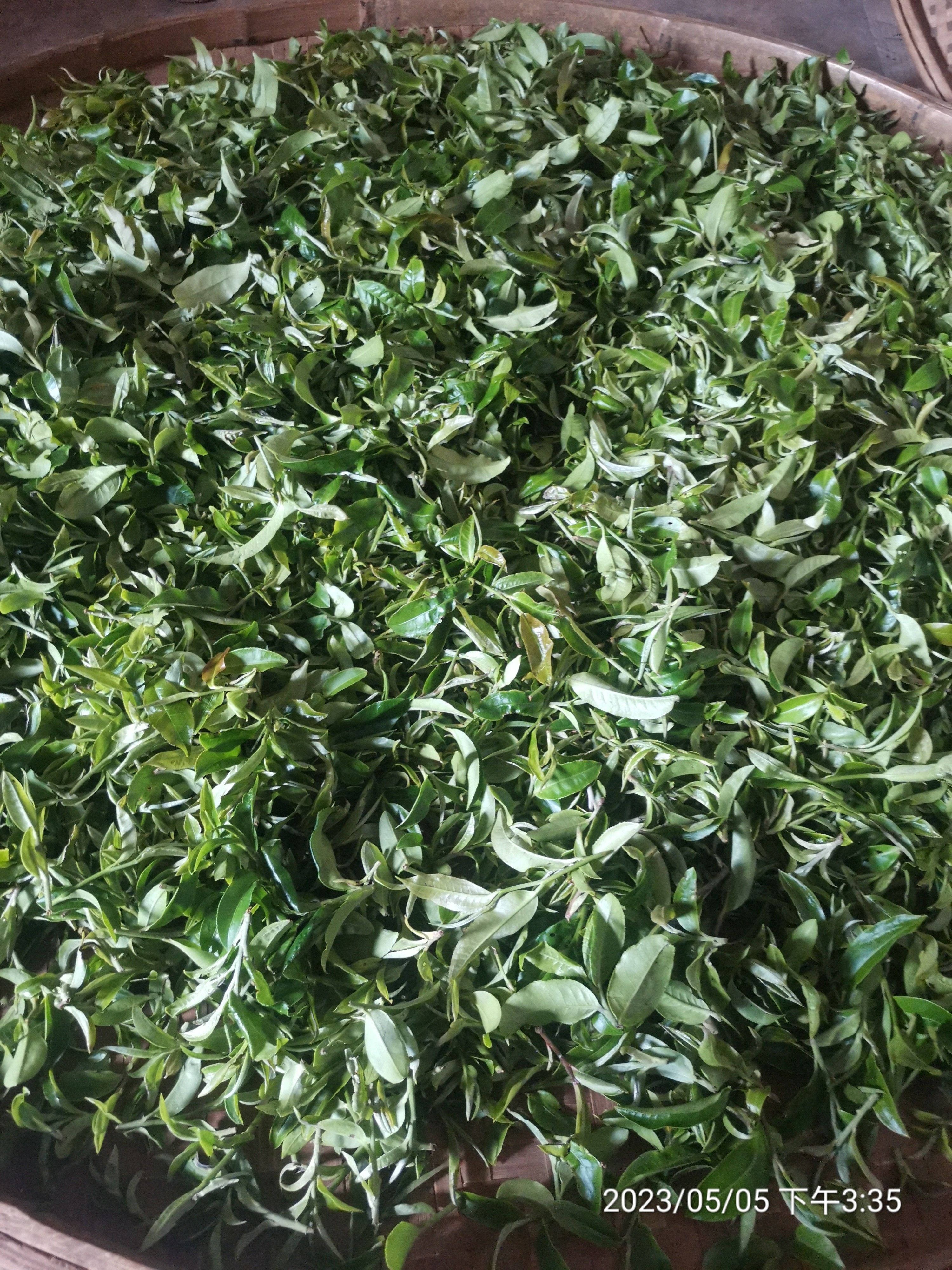 古树茶
