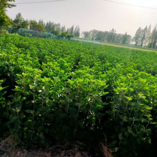 寿县艾草艾草供应
