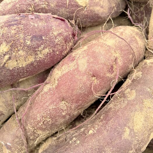 雷州市红薯紫薯 花叶二代、桂经、五爪金龙。产地直销