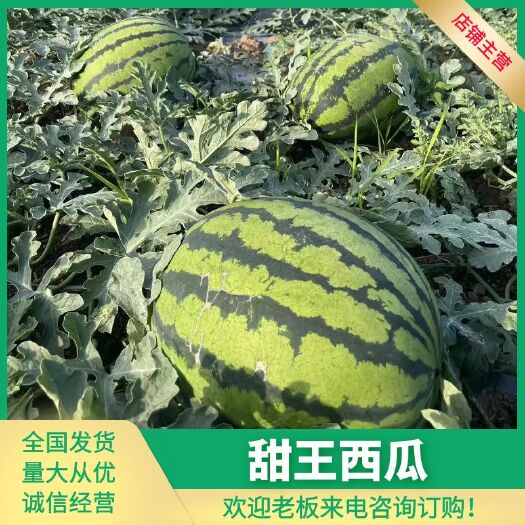 蒲城县甜王西瓜  陕西蒲城大棚西瓜皮薄瓤红 皮色亮品质好 大量供应