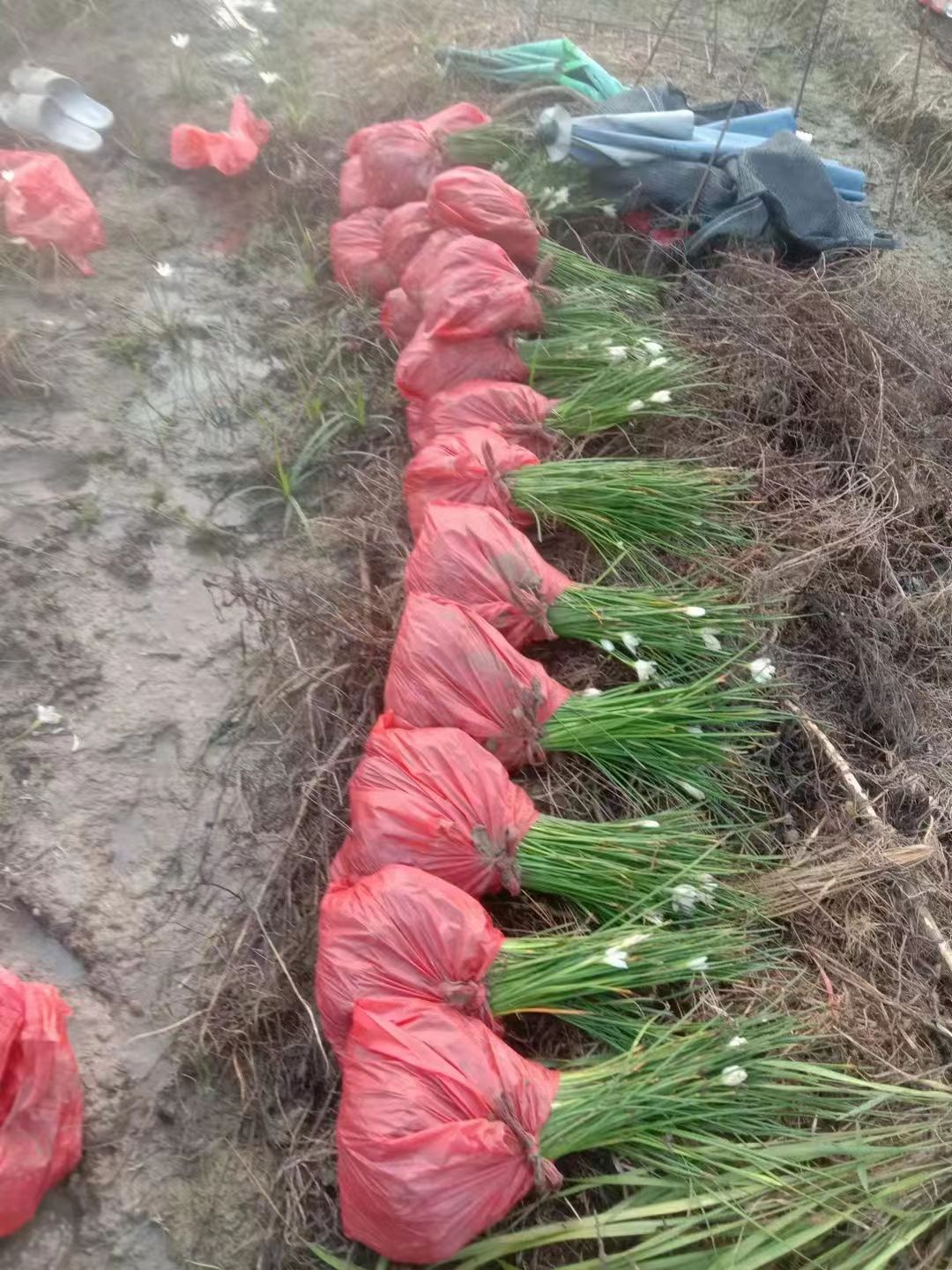 葱兰 白花葱兰 红花葱兰 风雨兰 湖南基地大量供应