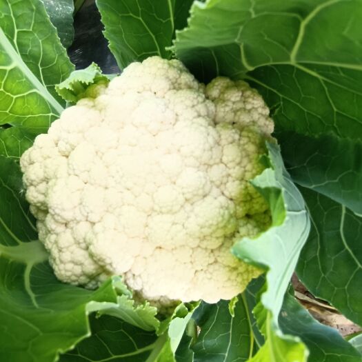 单县菜花
