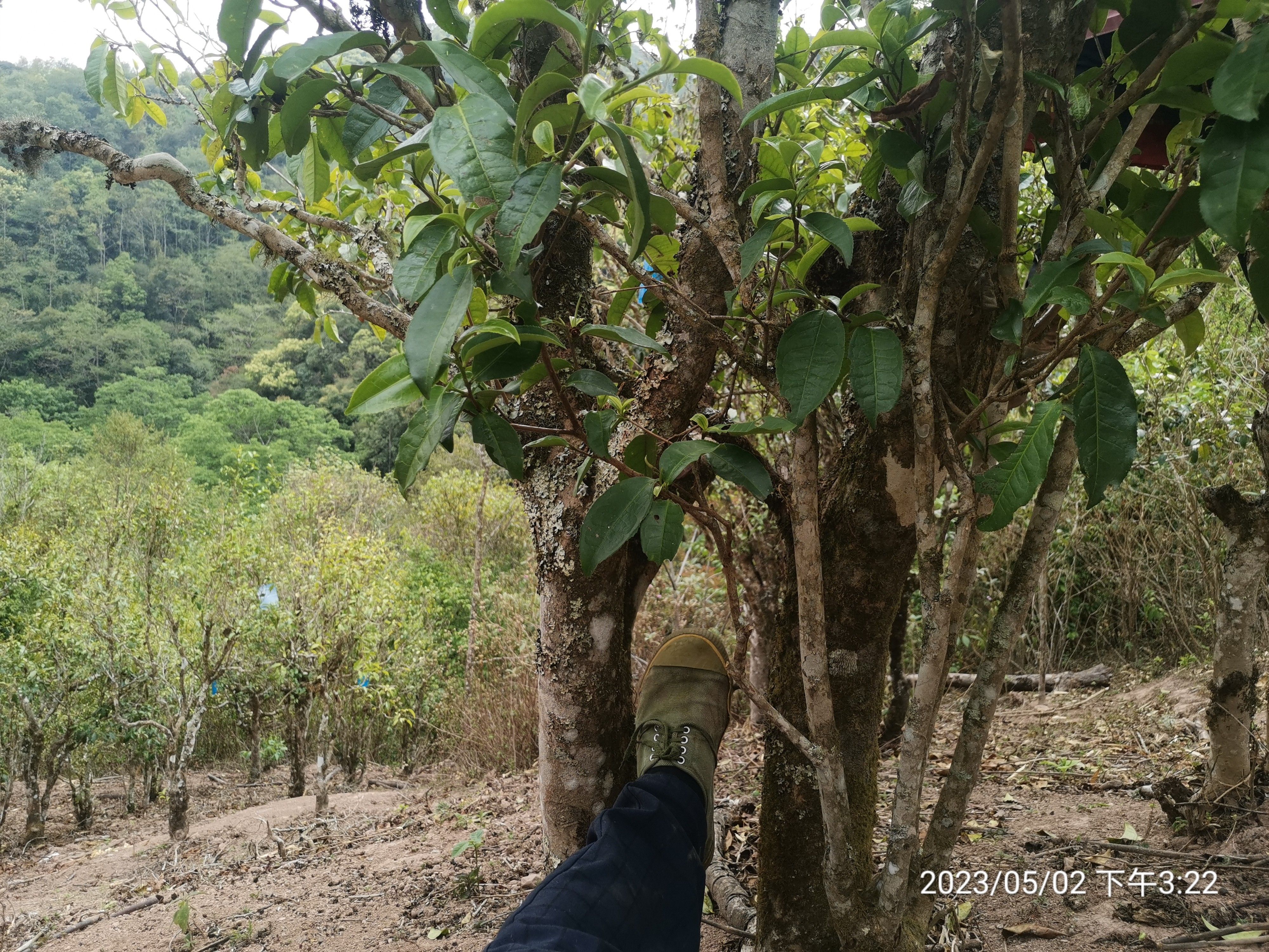 古树茶