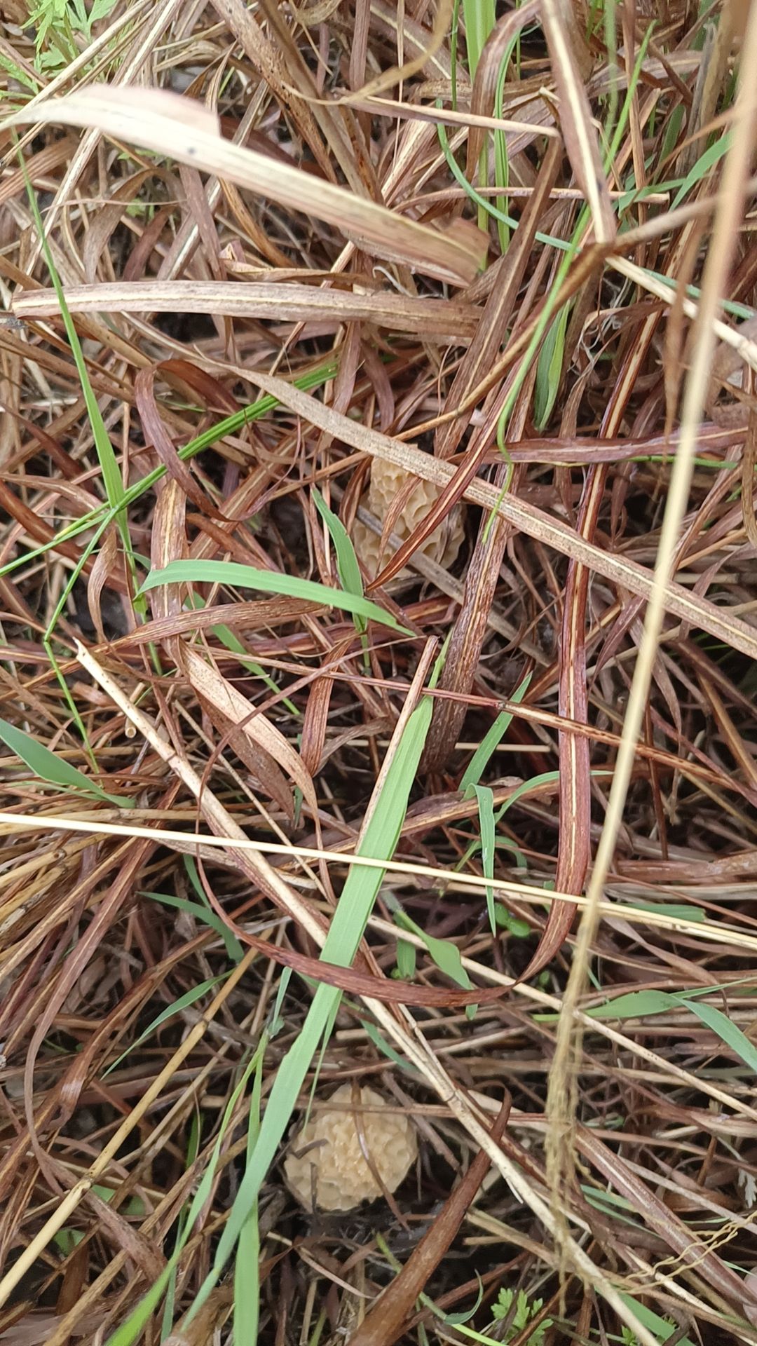 野羊肚菌