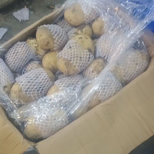 清远河兰15黄心小土豆，，2两一下