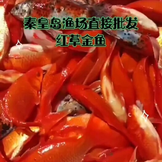 卢龙县10-18cm大红草金鱼急售