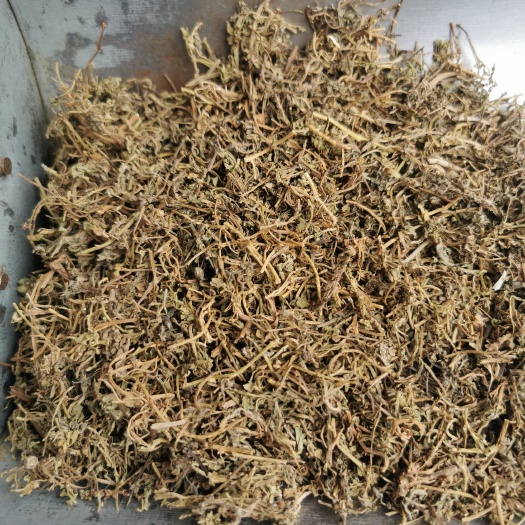中药材鹅不食草优正质品无熏染非鹅不食草