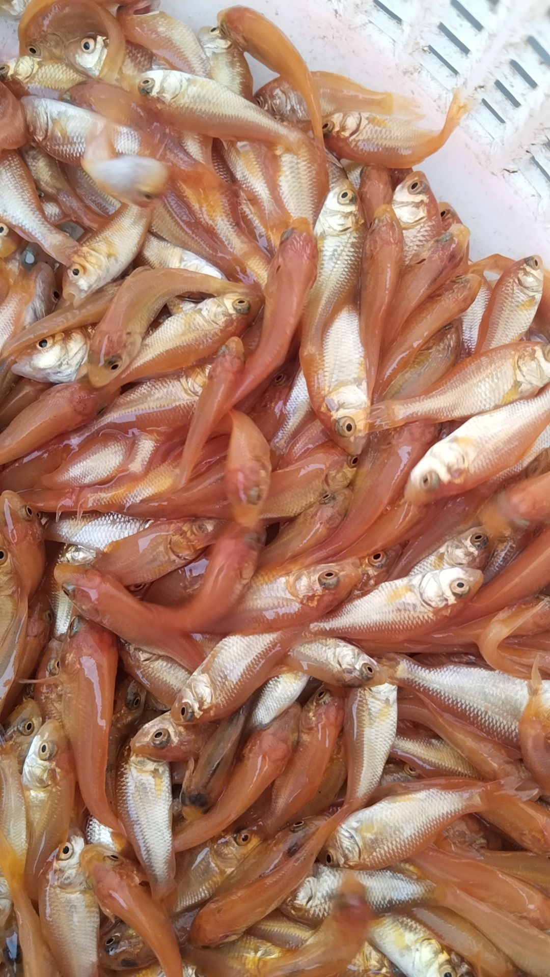 紅鯉魚(yú)苗