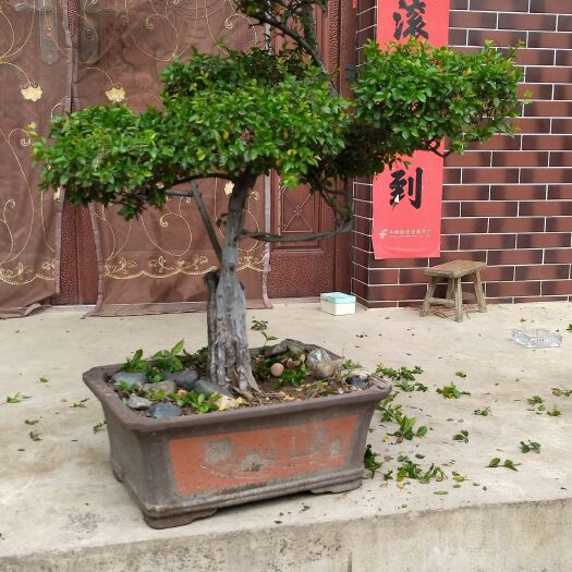 巢湖出售盆景