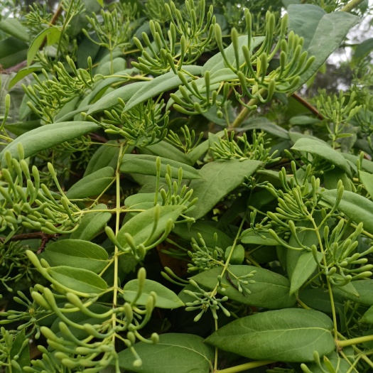 屏山县四川金银花