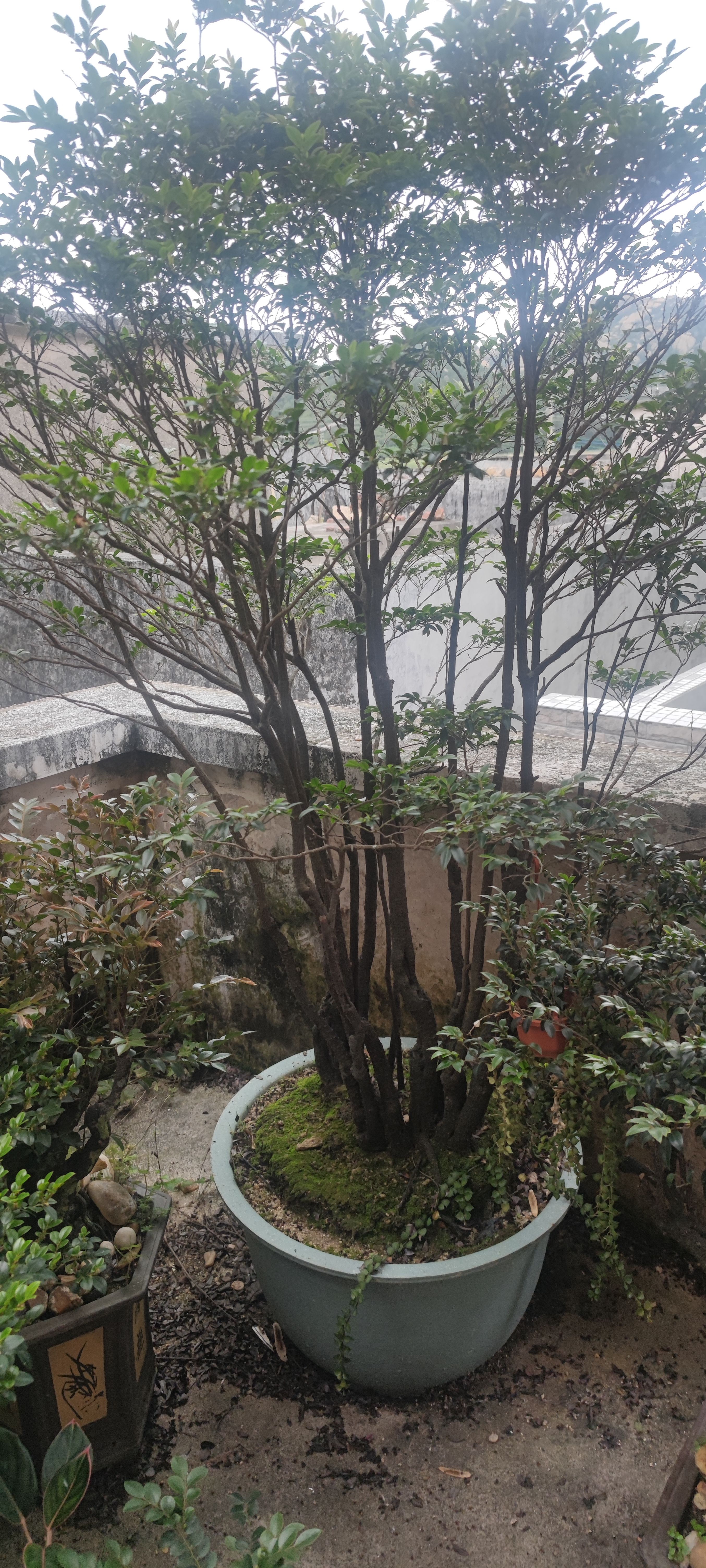 台山市黑骨茶高丛林