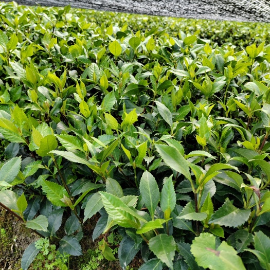 始兴县草珊瑚苗