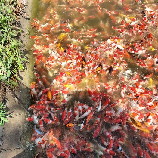 湘阴县锦鲤