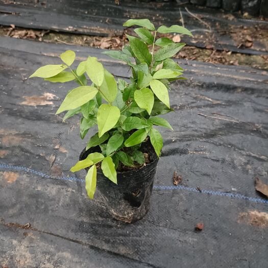 广州艾斯卡嘉宝果苗四季树葡萄果苗