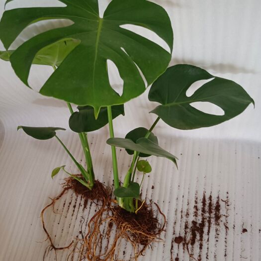 海口水培土培植物 龟背竹 净化空气 去甲醛 包邮包运费