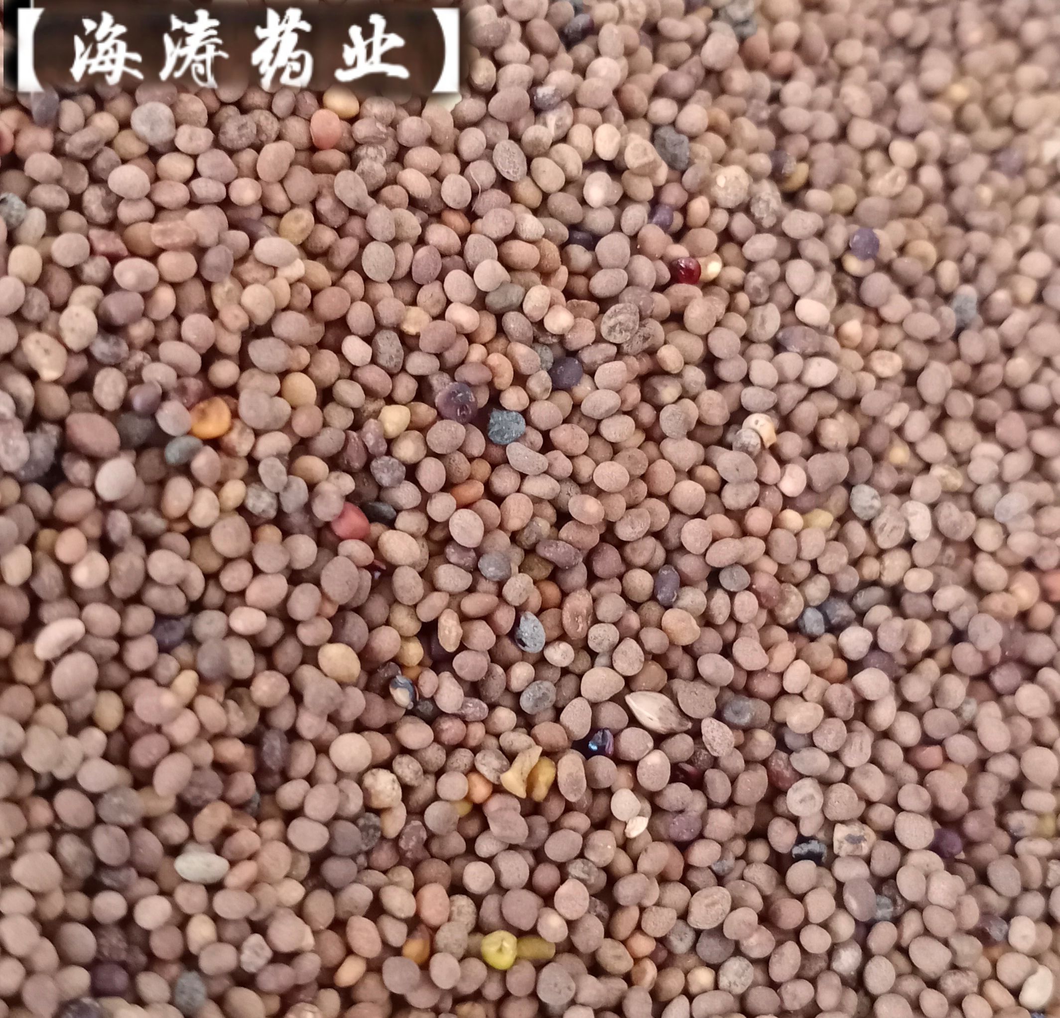 【菟丝子】产地内蒙一手货源大货供应规格齐全量大优惠。