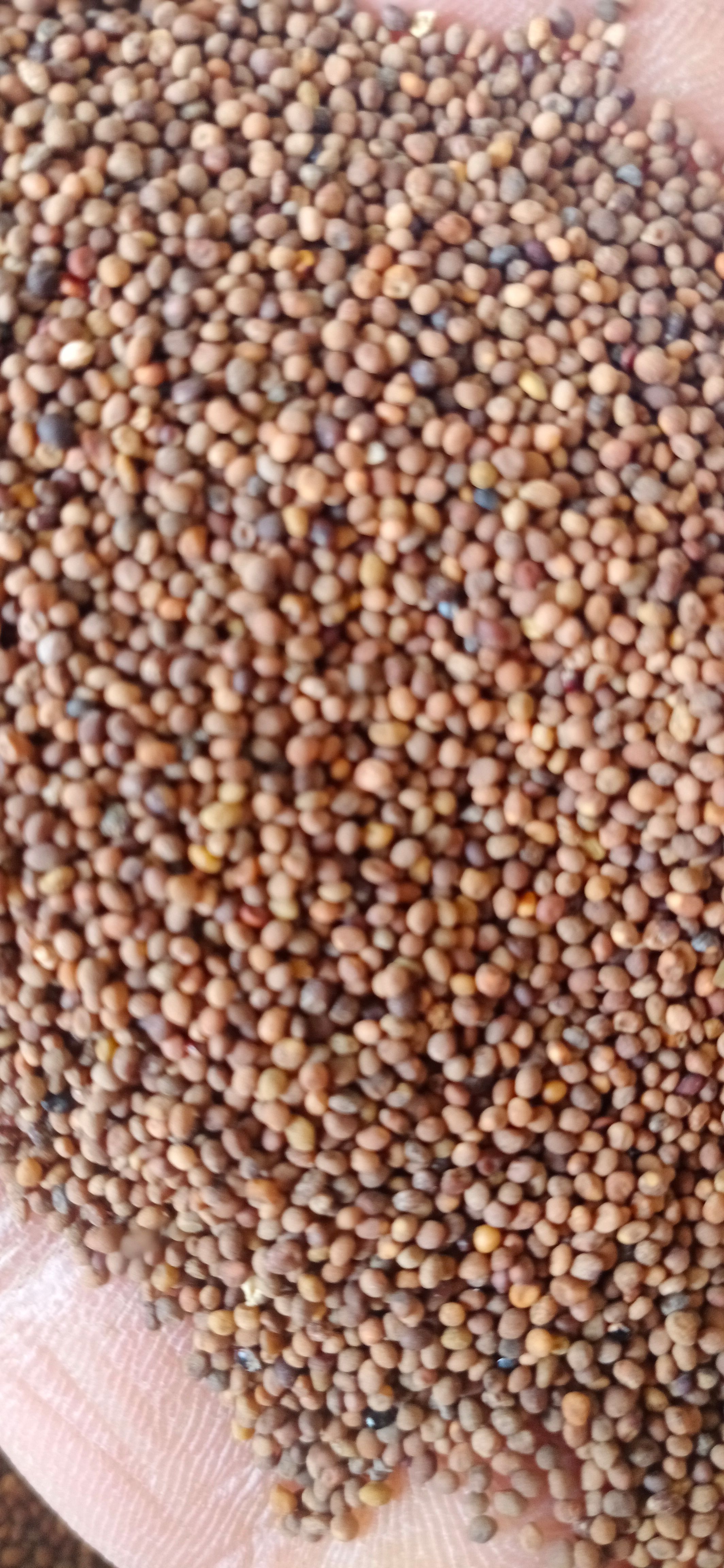 【菟丝子】产地内蒙一手货源大货供应规格齐全量大优惠。