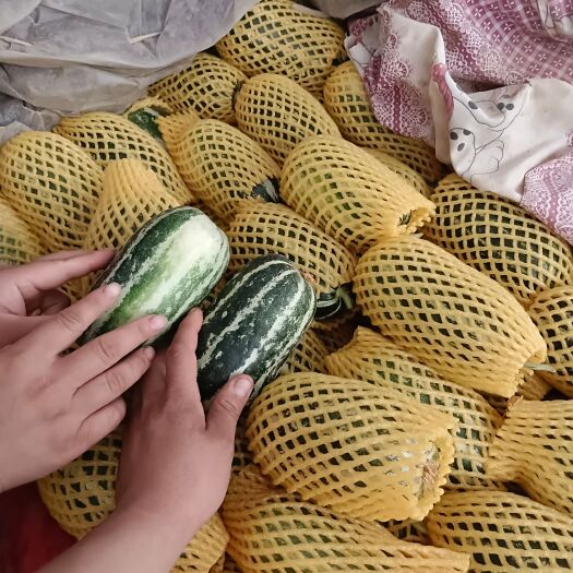 大荔县博洋九甜瓜大量供应，物美价廉