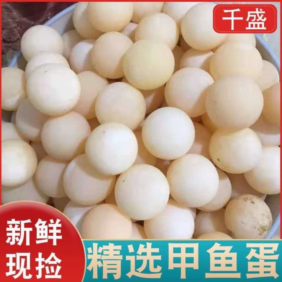 杭州甲鱼蛋食用新鲜食用生态中华鳖蛋团水鱼蛋王八蛋包邮