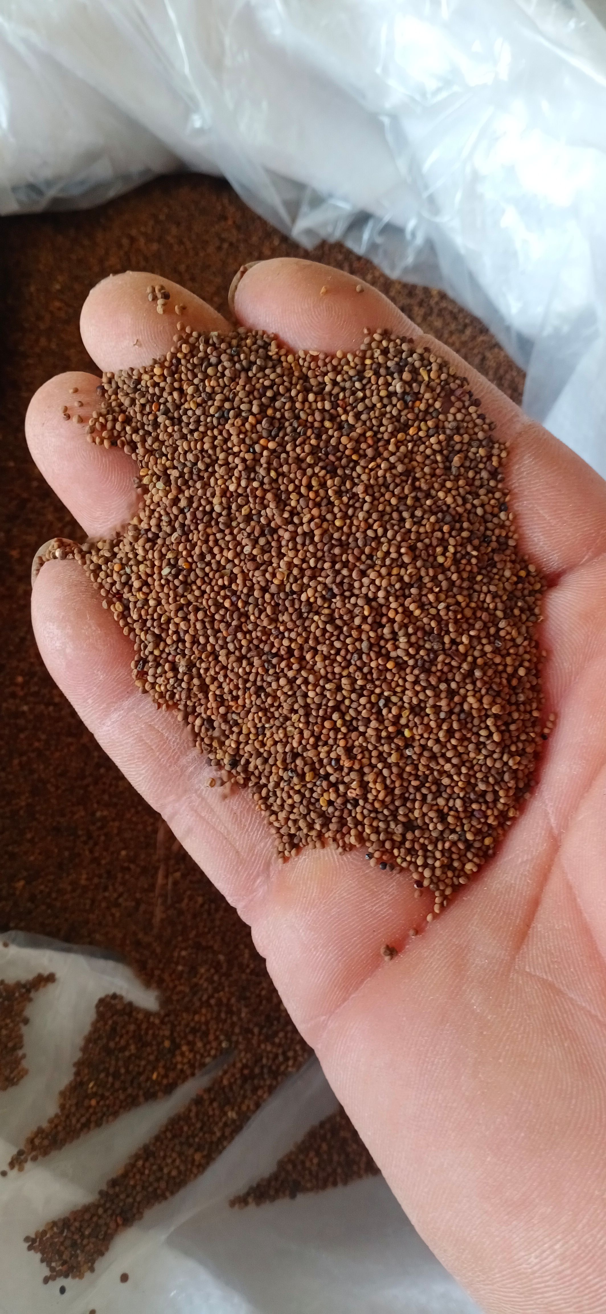 【菟丝子】产地内蒙一手货源大货供应规格齐全量大优惠。