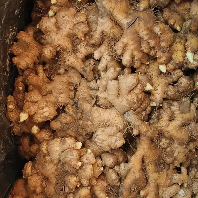 小黄姜二黄姜大牙姜云南文山冷库姜大量有货，价格合适