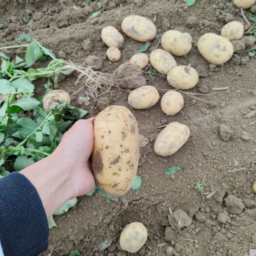 土豆，黄心土豆，产地湖北荆门