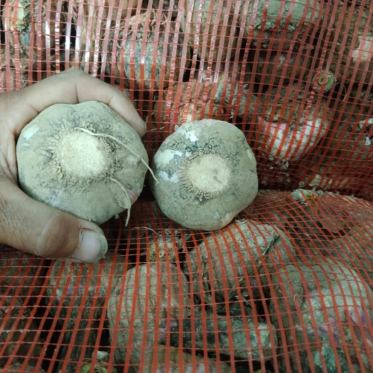 商丘商丘睢阳区大蒜