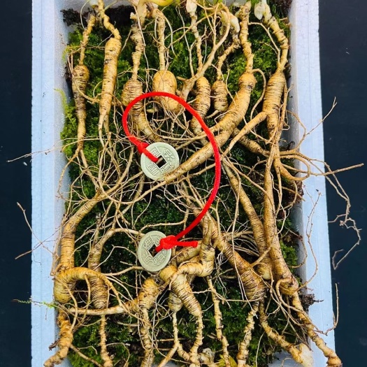 通化县新鲜高龄小货每日必出爆款！二十多年小货一组16-18支