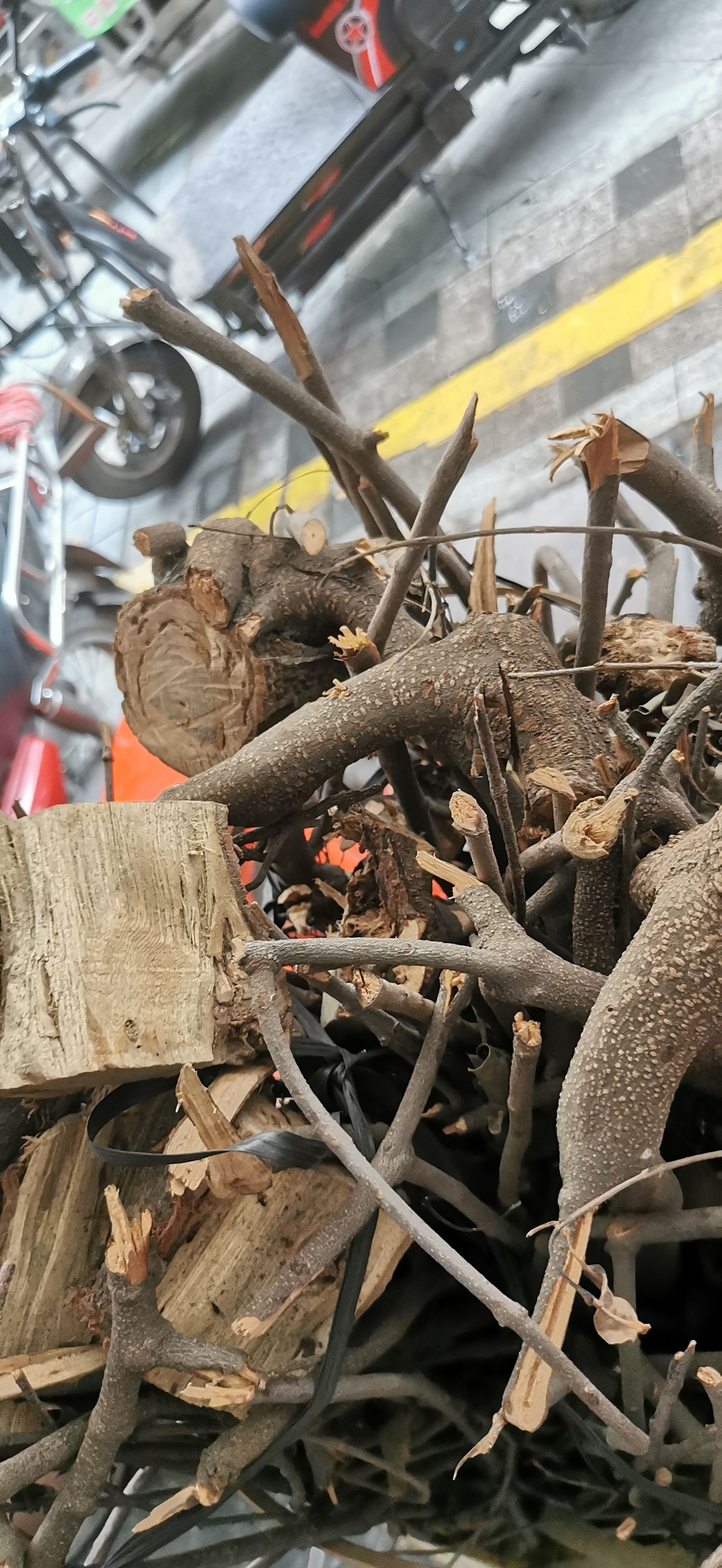 桑木寄生 桃木寄生 枇杷寄生 各种寄生带母本