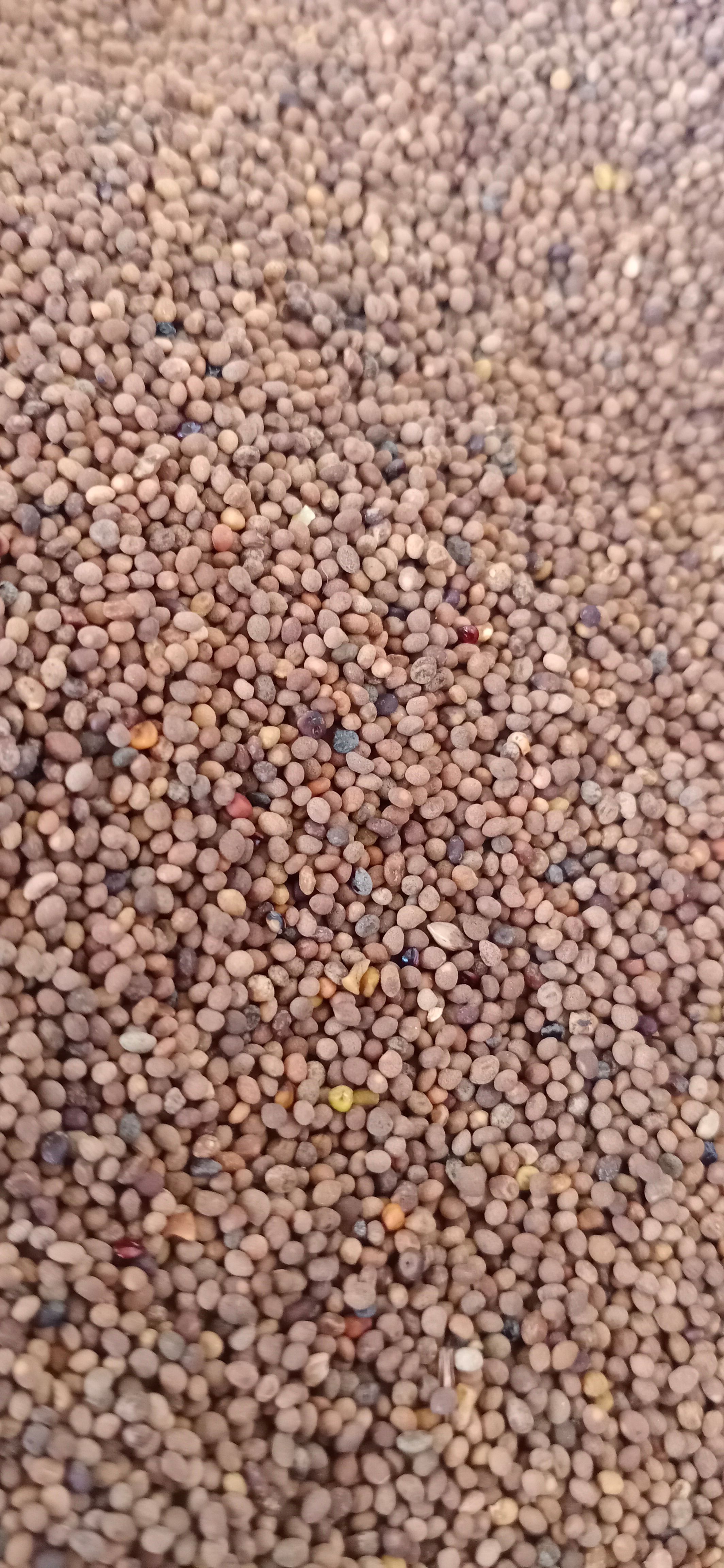 【菟丝子】产地内蒙一手货源大货供应规格齐全量大优惠。