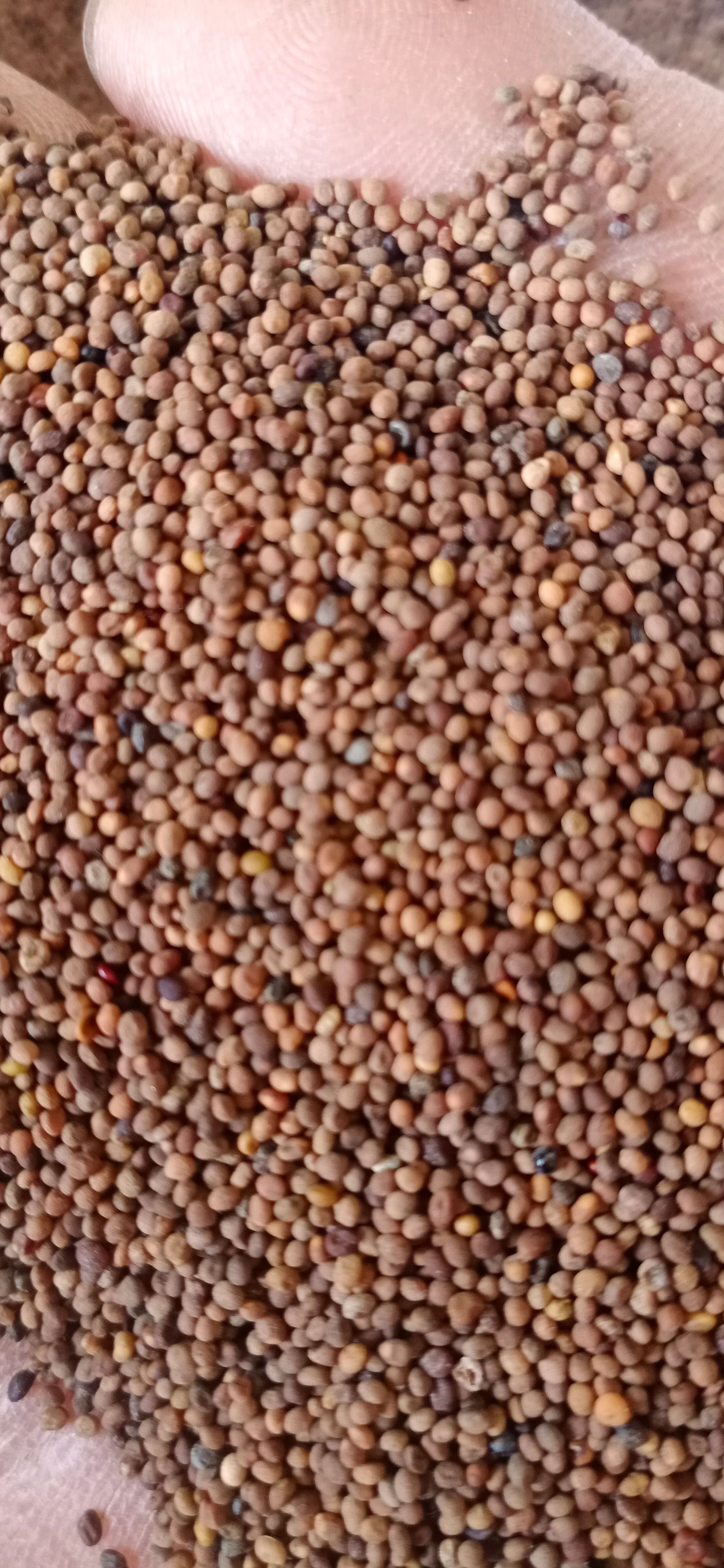 【菟丝子】产地内蒙一手货源大货供应规格齐全量大优惠。