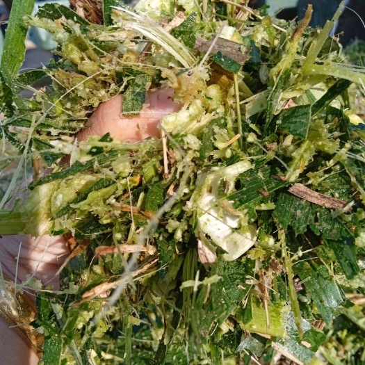 昌宁县玉米青贮