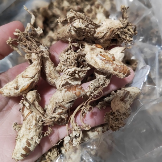 漳州精品级的金蝉花