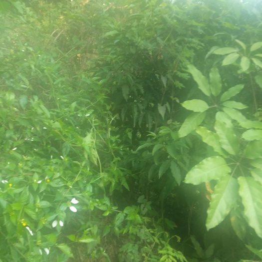 揭阳三兄草药根批发