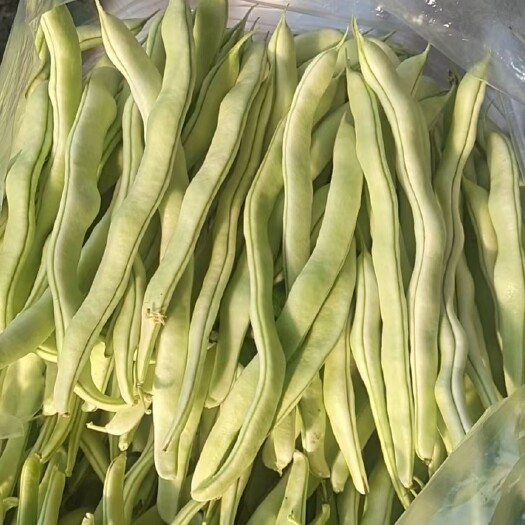 辽阳县白芸豆