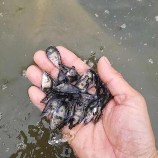 博罗县班点桂鱼苗