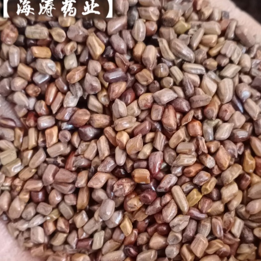 鄄城县【决明子】又名草决明，产地山东货源大货供应规格齐全量大优惠。